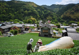 Pénurie de matcha au Japon : pourquoi il devient difficile d’en acheter en ligne